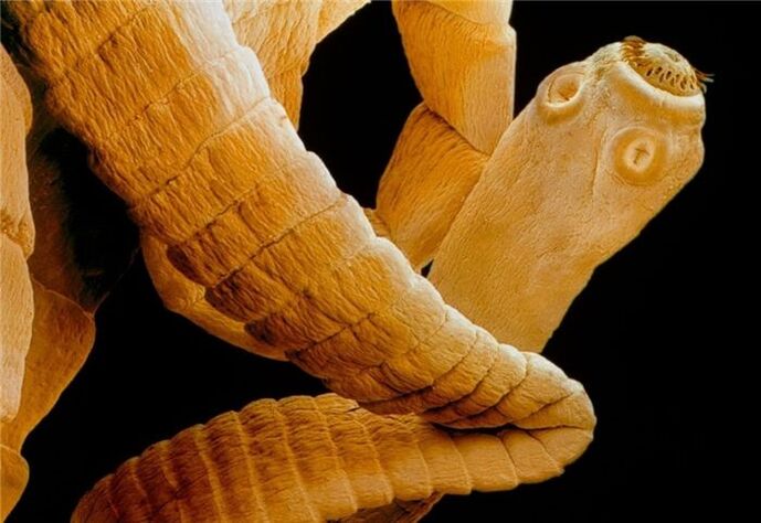 runderlintworm in het lichaam