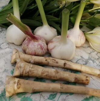 Mierikswortel en knoflook tegen Lamblia