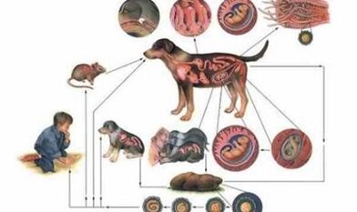 Oorzaken en manieren van infectie met wormen