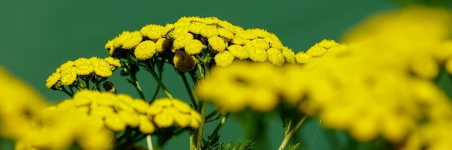 boerenwormkruid tegen wormen