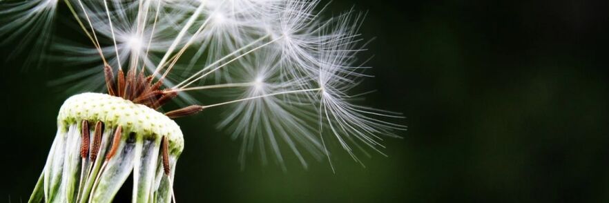 paardenbloem tegen wormen