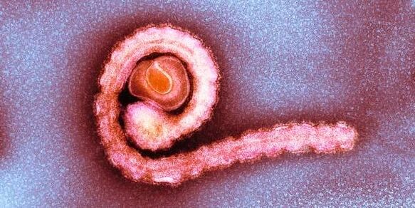 dwerglintworm in het menselijk lichaam