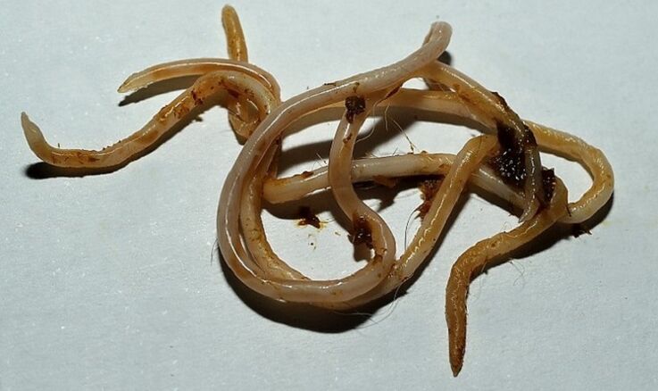 toxocara uit het menselijk lichaam